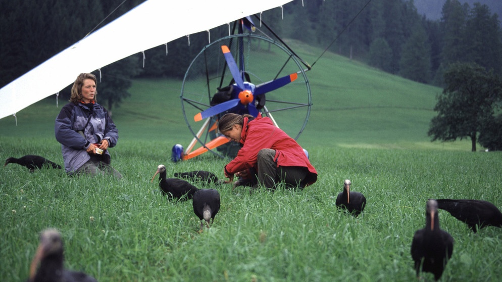 Zwei Forscherinnen begleiten die Waldrappe mit dem Ultraleichtflugzeug. Der Waldrapp lebte bis ins 17. Jahrhundert in Mitteleuropa. Dann wurde er ausgerottet. Seit einigen Jahren versucht ein EU-Projekt den Vogel wieder anzusiedeln. | Bild: picture-alliance/dpa