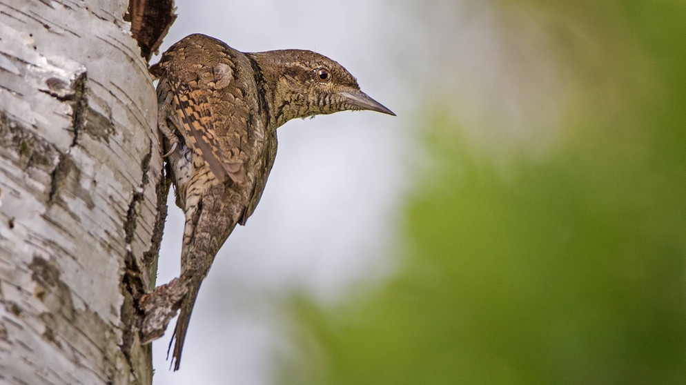 Der Wendehals (Jynx torquilla) steht auf der Roten Liste gefährdeter Brutvögel in Bayern. Er ist der einzige Zugvogel unter den Spechten, der in Afrika überwintert. | Bild: imago/imagebroker