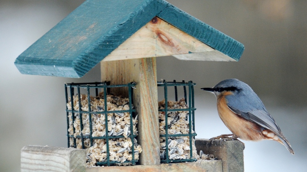 Tiere im Winter: Kleiber | Bild: picture-alliance/dpa