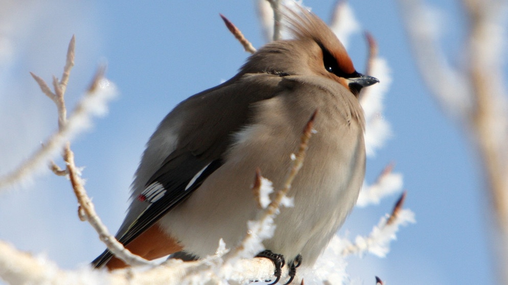 Tiere im Winter: Seidenschwanz | Bild: picture-alliance/dpa