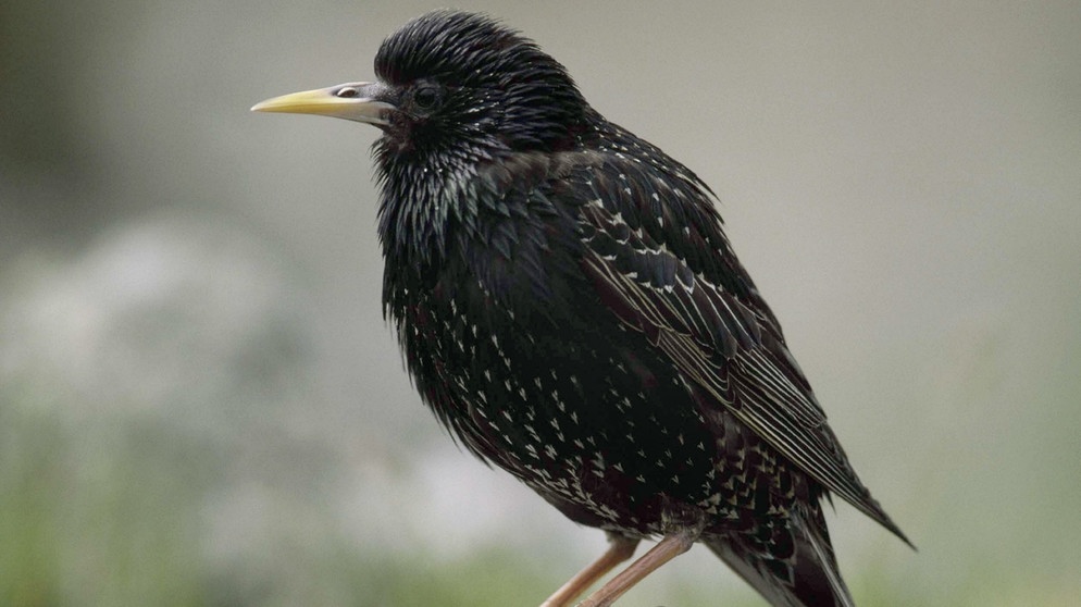 Stunde Der Wintervögel: Die Wichtigsten Vogelarten | Artenschutz ...