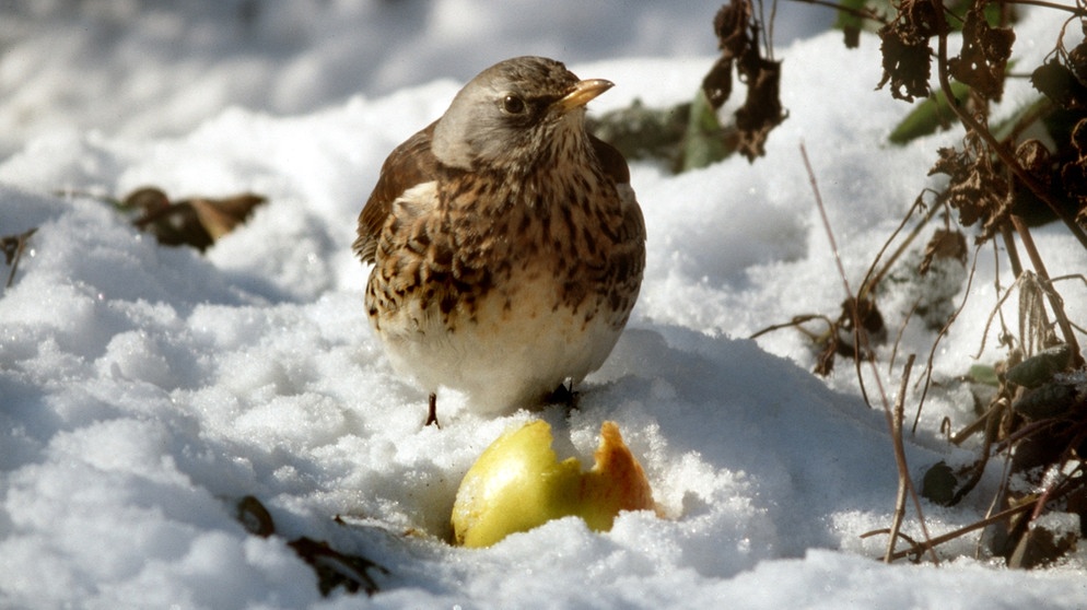 Tiere im Winter: Wacholderdrossel | Bild: picture-alliance/dpa