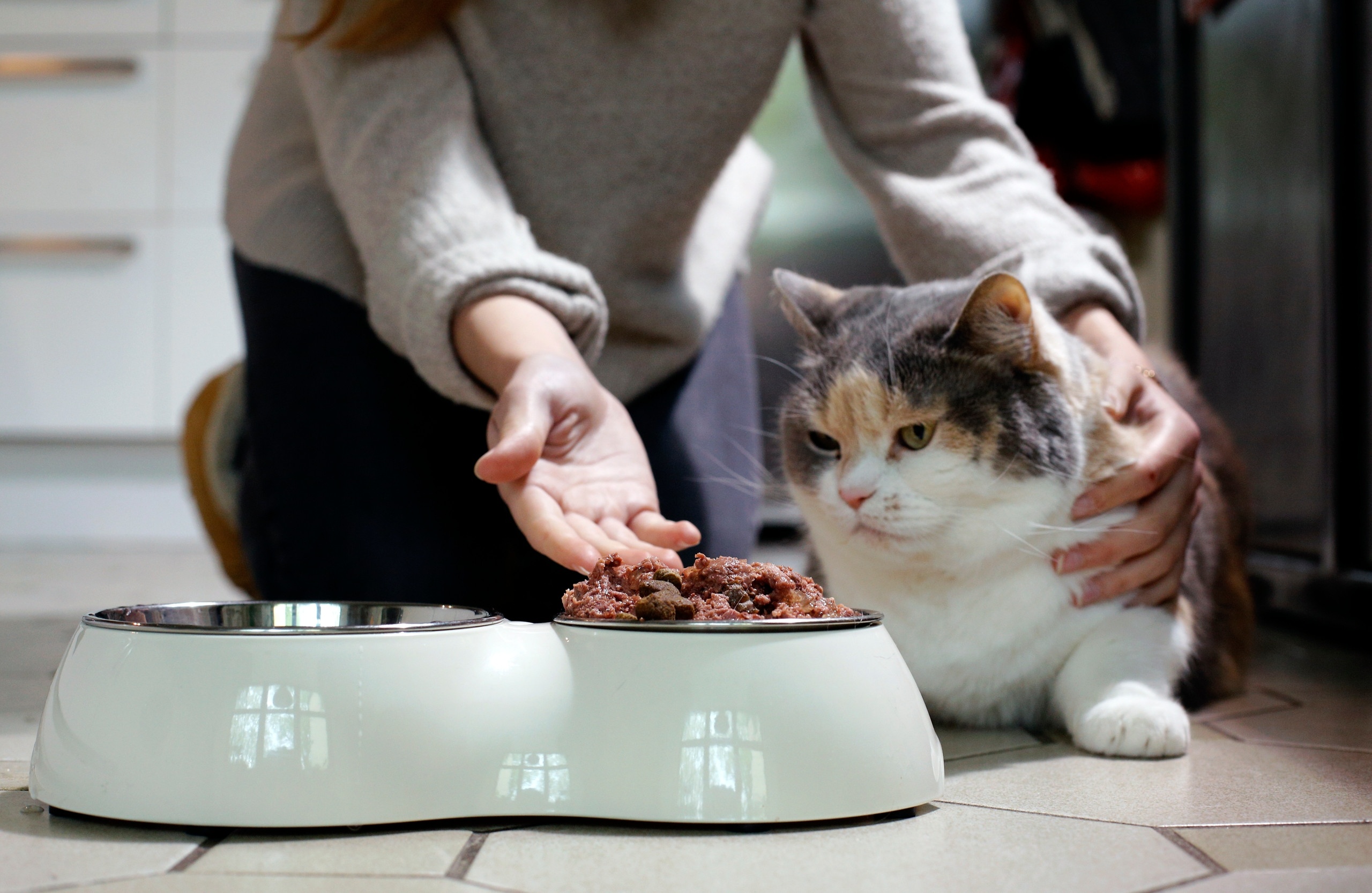 Ein Mädchen zeigt ihrer Katze das Katzenfutter. Auch Hunde und Katzen können an Demenz erkranken. Die Krankheit ist nicht heilbar, lässt sich aber hinauszögern. Was ihr tun könnt, um eurem Haustier zu helfen. | Bild: picture alliance / dpa Themendienst | Ina Fassbender