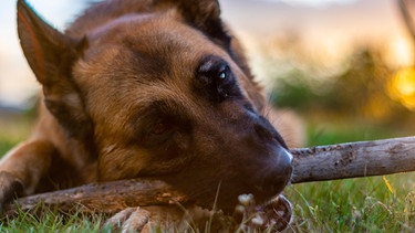 Ein Schäferhund kaut auf einem Stock. Auch Hunde und Katzen können an Demenz erkranken. Die Krankheit ist nicht heilbar, lässt sich aber hinauszögern. Was ihr tun könnt, um eurem Haustier zu helfen. | Bild: picture alliance/imageBROKER/Ivan Las Heras