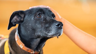 Ein schwarzer, älterer Hund mit grauer Schnauze wird von einem Kind am Kopf gestreichelt, schaut hoffnungsvoll. Auch Hunde und Katzen können an Demenz erkranken. Die Krankheit ist nicht heilbar, lässt sich aber hinauszögern. Was ihr tun könnt, um eurem Haustier zu helfen. | Bild: picture alliance / imageBROKER | Manuela Hartmann