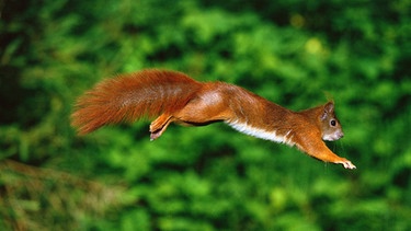 Rotes Europäisches Eichhörnchen (Sciurus vulgaris) im Sprung | Bild: picture-alliance/Okapia