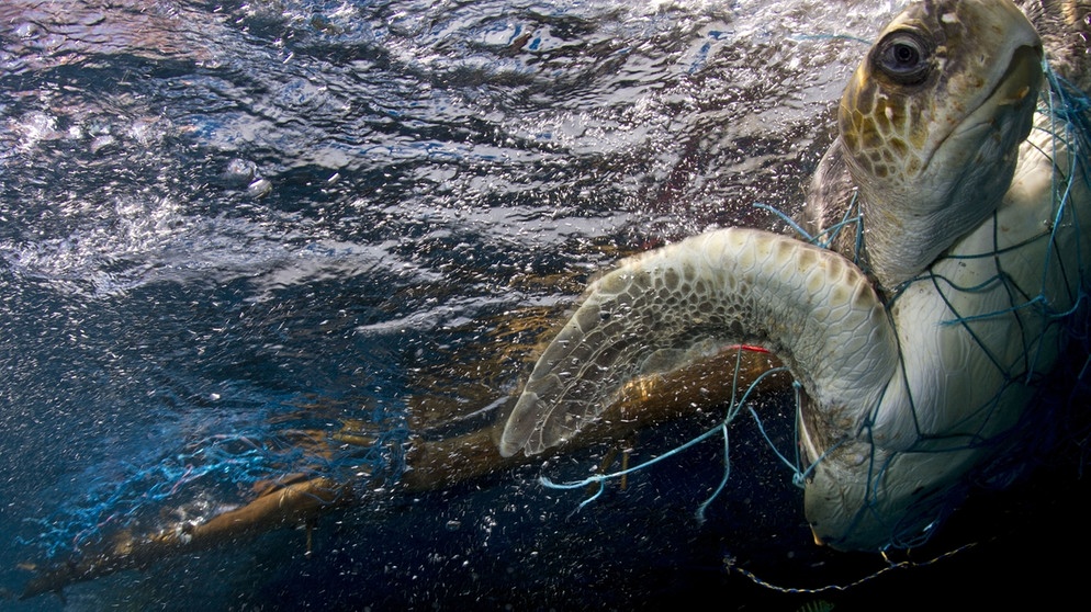 Beim Fischfang gibt es oft ungewollten Beifang. Hier hat sich eine Schildkröte in einem Netz verheddert. | Bild: picture alliance/dpa/Mary Evans Picture Library