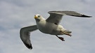 Silbermöwe im Flug über der Nordsee. Es gibt Alternativen im Fischfang, die Beifang reduzieren können. Vögel lassen sich relativ leicht abschrecken. | Bild: picture alliance/chromorange