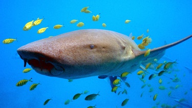 Ammenhai mit Goldmakrelenschwarm. Wie viele Haiarten gibt es? Wie gefährlich sind sie? Und wo leben Haie? Hier erfahrt ihr mehr über die besonderen Fische und Jäger der Ozeane. | Bild: picture-alliance/dpa