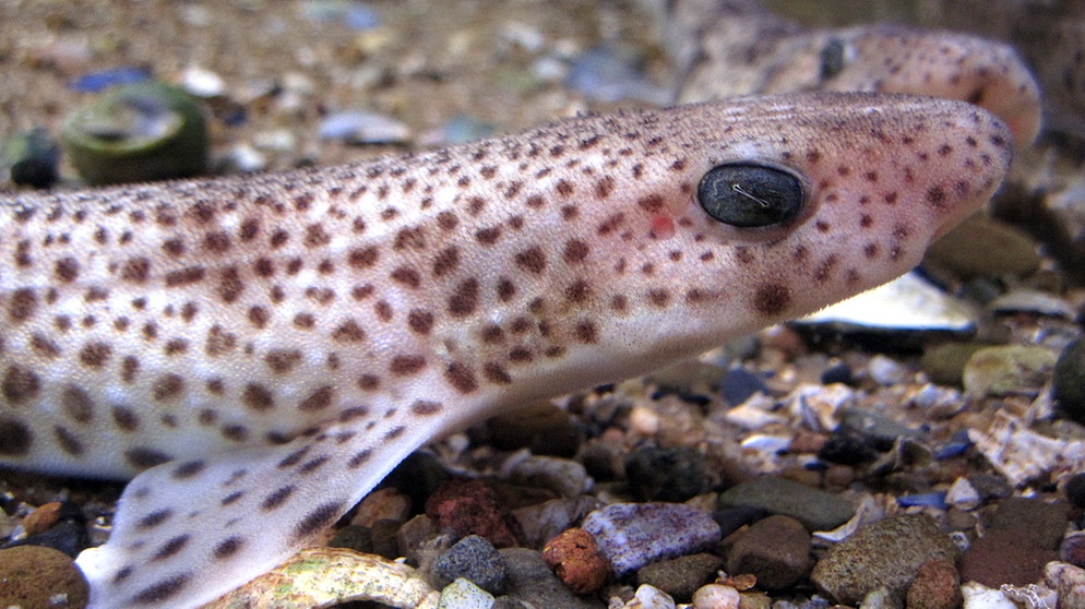 Junge Katzenhaie. Wie viele Haiarten gibt es? Wie gefährlich sind sie? Und wo leben Haie? Hier erfahrt ihr mehr über die besonderen Fische und Jäger der Ozeane. | Bild: picture-alliance/dpa