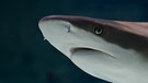 Riffhai. Wie viele Haiarten gibt es? Wie gefährlich sind sie? Und wo leben Haie? Hier erfahrt ihr mehr über die besonderen Fische und Jäger der Ozeane. | Bild: colourbox.com