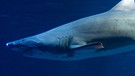 Sandtigerhai im Ozeaneum in Stralsund. Wie viele Haiarten gibt es? Wie gefährlich sind sie? Und wo leben Haie? Hier erfahrt ihr mehr über die besonderen Fische und Jäger der Ozeane. | Bild: picture-alliance/dpa