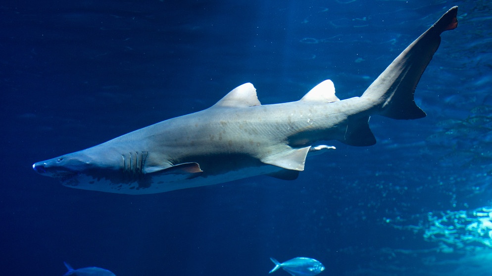 Sandtigerhai im Ozeaneum in Stralsund. Wie viele Haiarten gibt es? Wie gefährlich sind sie? Und wo leben Haie? Hier erfahrt ihr mehr über die besonderen Fische und Jäger der Ozeane. | Bild: picture-alliance/dpa