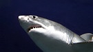 Weißer Hai. Wie viele Haiarten gibt es? Wie gefährlich sind sie? Und wo leben Haie? Hier erfahrt ihr mehr über die besonderen Fische und Jäger der Ozeane. | Bild: picture-alliance/dpa