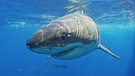 Weißer Hai: Haie besitzen ein Revolvergebiss. Wie viele Haiarten gibt es? Wie gefährlich sind sie? Und wo leben Haie? Hier erfahrt ihr mehr über die besonderen Fische und Jäger der Ozeane. | Bild: picture alliance / WILDLIFE