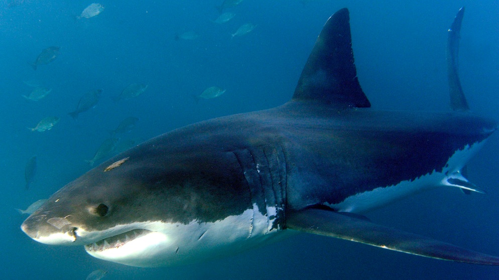 Weißer Hai im Indischen Ozean. Wie viele Haiarten gibt es? Wie gefährlich sind sie? Und wo leben Haie? Hier erfahrt ihr mehr über die besonderen Fische und Jäger der Ozeane. | Bild: picture-alliance/dpa