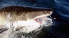 Hai: Weißer Hai auf Reisen. Wie viele Haiarten gibt es? Wie gefährlich sind sie? Und wo leben Haie? Hier erfahrt ihr mehr über die besonderen Fische und Jäger der Ozeane. | Bild: picture-alliance/dpa