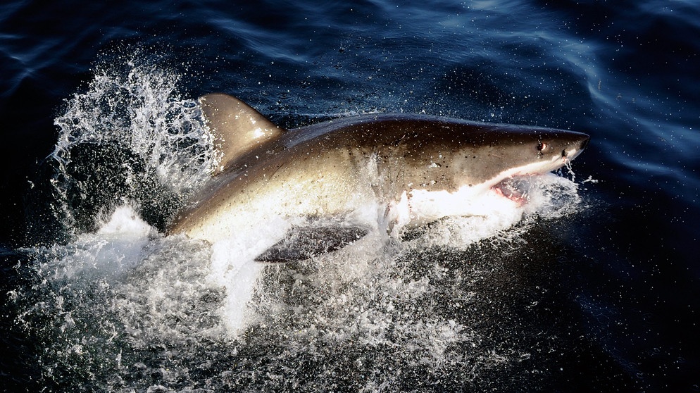 Hai: Weißer Hai auf Reisen. Wie viele Haiarten gibt es? Wie gefährlich sind sie? Und wo leben Haie? Hier erfahrt ihr mehr über die besonderen Fische und Jäger der Ozeane. | Bild: picture-alliance/dpa