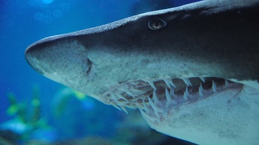 Gebiss eines Weißen Hais. Wie viele Haiarten gibt es? Wie gefährlich sind sie? Und wo leben Haie? Hier erfahrt ihr mehr über die besonderen Fische und Jäger der Ozeane. | Bild: picture-alliance/dpa