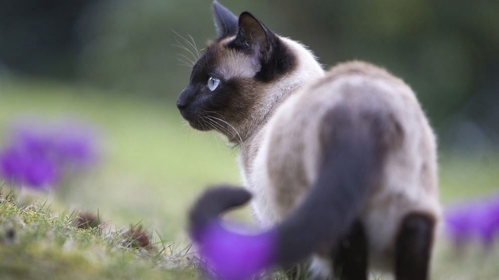 Siamkatze läuft über eine Wiese mit lilafarbenen Krokussen. Alle Haustiere stammen von Wildtieren ab, so viel steht fest. Doch wann wurden aus Wildtieren unsere Haustiere? Der Weg zum Heimtier lief jedes Mal anders ab. | Bild: picture alliance / blickwinkel/N. Dautel | N. Dautel