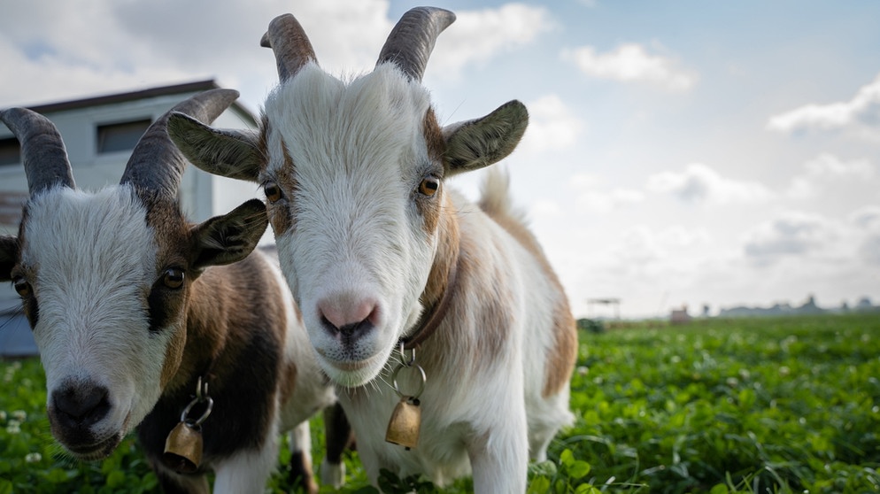 Zwei Hausziegen schauen in die Kamera. Alle Haustiere stammen von Wildtieren ab, so viel steht fest. Doch wann wurden aus Wildtieren unsere Haustiere? Der Weg zum Heimtier lief jedes Mal anders ab. | Bild: picture alliance / Countrypixel | FRP