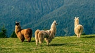 Drei Lamas in den Bergen der Dolomiten auf einer Wiese, im Hintergrund ein bewaldeter Berghang. Alle Haustiere stammen von Wildtieren ab, so viel steht fest. Doch wann wurden aus Wildtieren unsere Haustiere? Der Weg zum Heimtier lief jedes Mal anders ab. | Bild: picture alliance / Zoonar | bernhard klar