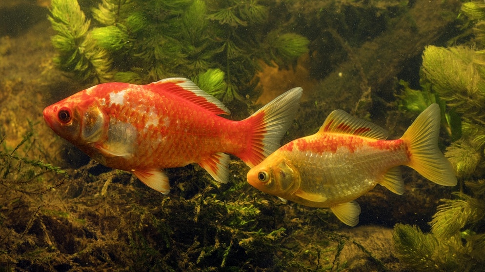 Goldfische im Aquarium. Alle Haustiere stammen von Wildtieren ab, so viel steht fest. Doch wann wurden aus Wildtieren unsere Haustiere? Der Weg zum Heimtier lief jedes Mal anders ab. | Bild: picture alliance / blickwinkel/A. Hartl | A. Hartl