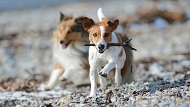 Hund apportiert Stock. Wie wurde aus dem Wolf ein Haustier? Wie kam er zum Menschen und was unterscheidet eigentlich Wolf und Hund voneinander? Hier erfahrt ihr alles über die Tiere. | Bild: picture-alliance/dpa