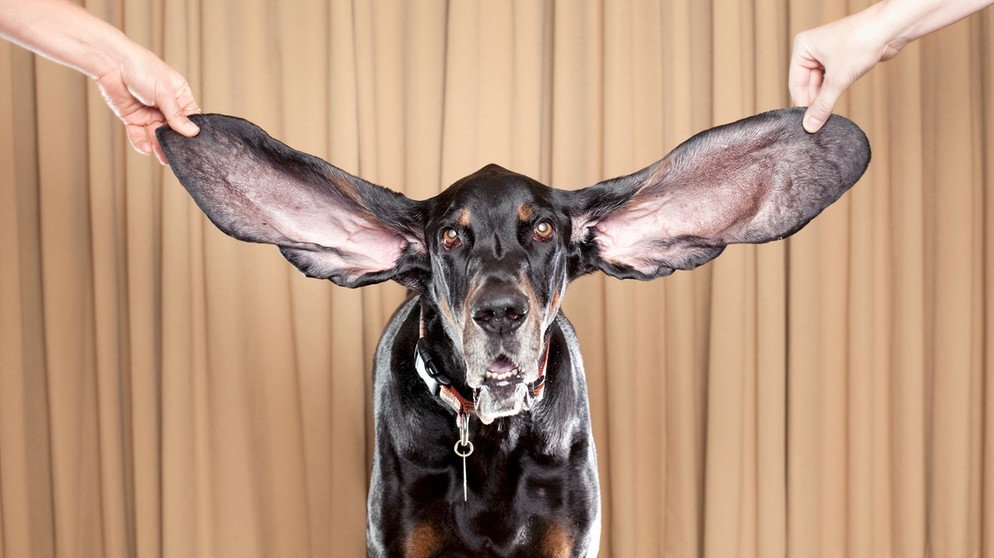 Black and Tan Coonhound mit langen Ohren. Bei der Zucht steht das Tierwohl nicht immer an erster Stelle. "Schönheitsideale", auf die einige Rassen hingezüchtet werden, können Hunden und Katzen viel Leid zufügen. Hier erfahrt ihr mehr. | Bild: picture-alliance/dpa