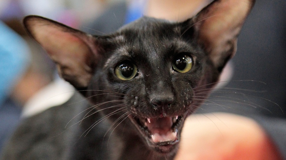 Orientalisch Kurzhaar-Katze mit großen Ohren. Bei der Zucht steht das Tierwohl nicht immer an erster Stelle. "Schönheitsideale", auf die einige Rassen hingezüchtet werden, können Hunden und Katzen viel Leid zufügen. Hier erfahrt ihr mehr. | Bild: picture-alliance/dpa