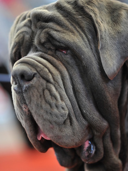 Kopf eines Mastino Napolitano. Bei der Zucht steht das Tierwohl nicht immer an erster Stelle. "Schönheitsideale", auf die einige Rassen hingezüchtet werden, können Hunden und Katzen viel Leid zufügen. Hier erfahrt ihr wie weit Züchtungen zum Teil gehen.  | Bild: picture-alliance/dpa