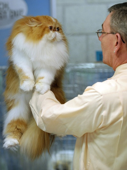 Perserkatze wird in die Luft gehoben. Bei der Zucht steht das Tierwohl nicht immer an erster Stelle. "Schönheitsideale", auf die einige Rassen hingezüchtet werden, können Hunden und Katzen viel Leid zufügen. Hier erfahrt ihr mehr. | Bild: picture-alliance/dpa