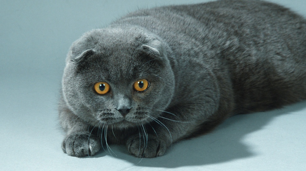 Graue Faltohrkatze (kleine Ohren) mit gelben Augen. Bei der Zucht steht das Tierwohl nicht immer an erster Stelle. "Schönheitsideale", auf die einige Rassen hingezüchtet werden, können Hunden und Katzen viel Leid zufügen. Hier erfahrt ihr mehr. | Bild: picture alliance / imageBROKER | P. Wegner