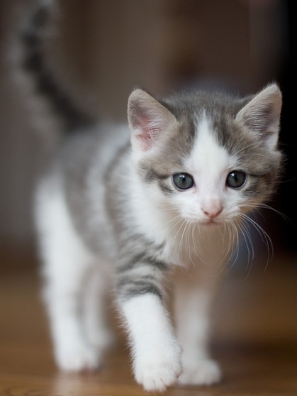 Geschichte Der Hauskatze: Wie Die Wildkatze Zum Stubentiger Wurde ...