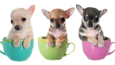 Teacup Dogs: Mini-Modehunde sind Tierquälerei | Tiere | | Verstehen | ARD