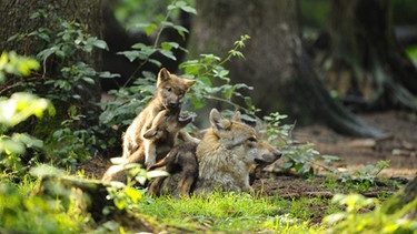 Wolf mit Wolfwelpen im Wald. Wie wurde aus dem Wolf ein Haustier? Wie kam er zum Menschen und was unterscheidet eigentlich Wolf und Hund von einander? Hier erfahrt ihr mehr über unsere treuen Haustiere und ihre Vorfahren, den Wölfen. | Bild: picture alliance / blickwinkel/D. & M. Sheldon