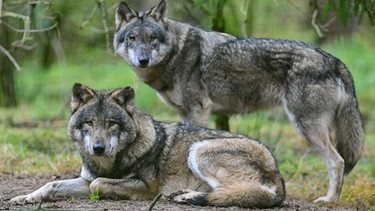 Zwei Wölfe in einer Nahaufnahme. Wie wurde aus dem Wolf ein Haustier? Wie kam er zum Menschen und was unterscheidet eigentlich Wolf und Hund von einander? Hier erfahrt ihr mehr über unsere treuen Haustiere und ihre Vorfahren, den Wölfen. | Bild: picture alliance/dpa/dpa-Zentralbild | Patrick Pleul