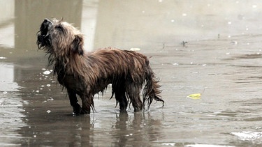 Jaulender Hund steht im Wasser. Wie wurde aus dem Wolf ein Haustier? Wie kam er zum Menschen und was unterscheidet eigentlich Wolf und Hund von einander? Hier erfahrt ihr mehr über unsere treuen Haustiere und ihre Vorfahren, den Wölfen. | Bild: picture-alliance/dpa