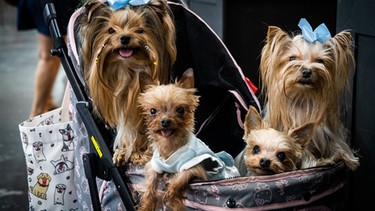 Vier Yorkshire Terrier in einem Kinderwagen. Wie wurde aus dem Wolf ein Haustier? Wie kam er zum Menschen und was unterscheidet eigentlich Wolf und Hund von einander? Hier erfahrt ihr mehr über unsere treuen Haustiere und ihre Vorfahren, den Wölfen. | Bild: picture alliance / ZUMAPRESS.com | Matt Hunt