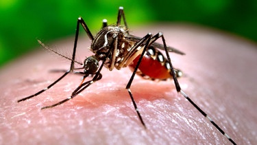 Asiatische Tigermücke - Aedes albopictus. Tropische Mücken breiten sich in Deutschland immer mehr aus. Mückenarten der Gattung Aedes können gefährliche Krankheiten übertragen, wie etwa das Denguefieber, West-Nil-Virus oder das Zika-Virus.  | Bild: picture alliance/AP Photo