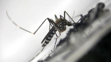 Asiatische Buschmücke - Aedes japonicus. Tropische Mücken breiten sich in Deutschland immer mehr aus. Mückenarten der Gattung Aedes können gefährliche Krankheiten übertragen, wie etwa das Denguefieber, West-Nil-Virus oder das Zika-Virus.  | Bild: picture alliance / dpa | BNI