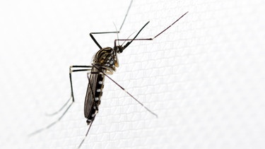 Weibchen der ostasiatischen Mückenart Aedes koreicus. Tropische Mücken breiten sich in Deutschland immer mehr aus. Mückenarten der Gattung Aedes können gefährliche Krankheiten übertragen, wie etwa das Denguefieber, West-Nil-Virus oder das Zika-Virus.  | Bild: Dorian D. Dörge, Senckenberg & Goethe-Universität