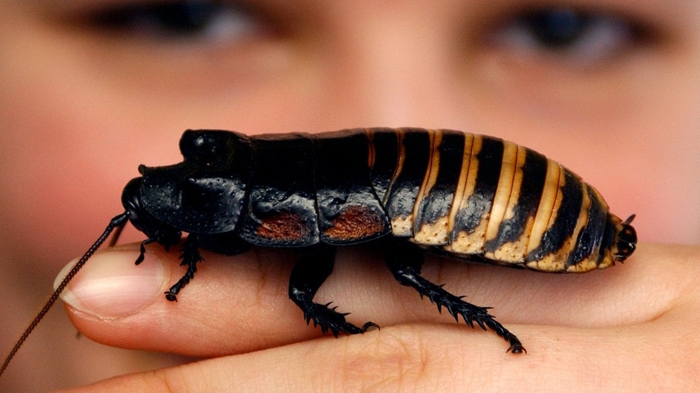 Die Madagaskar-Fauchschabe Gromphadorrhina portentosa | Bild: picture-alliance/dpa