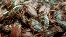Verendete Maikäfer nach dem Versprühen von Insektiziden aus dem Hubschrauber (1997).Wie lange leben Maikäfer? Wie werden aus den Larven, sogenannten Engerlingen, Käfer? Was fressen sie und sind Maikäfer Schädlinge? Hier erfahrt ihr mehr.  | Bild: picture-alliance/dpa