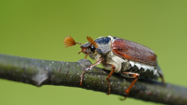 Nahaufnahme eines Maikäfers. Wie lange leben Maikäfer? Wie werden aus den Larven, sogenannten Engerlingen, Käfer? Was fressen sie und sind Maikäfer Schädlinge? In manchen Jahren, den Maikäferjahren, kommen sie massenhaft vor. Hier erfahrt ihr mehr. | Bild: picture-alliance/Arco Images