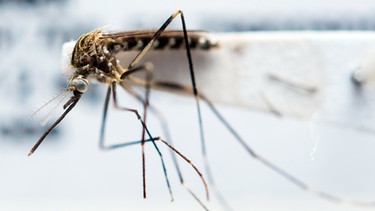 Eingeschickte Mücke für den Mückenatlas. Immer mehr exotische Mückenarten kommen nach Deutschland. Wieviele es sind und wo sie sich verbreiten, überprüfen Forscher mit dem Mückenatlas. Helft mit. | Bild: picture-alliance/dpa