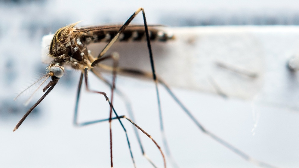 Eingeschickte Mücke für den Mückenatlas. Immer mehr exotische Mückenarten kommen nach Deutschland. Wieviele es sind und wo sie sich verbreiten, überprüfen Forscher mit dem Mückenatlas. Helft mit. | Bild: picture-alliance/dpa