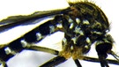 Asiatische Buschmücke (Aedes japonicus). Exotische Mückenarten verbreiten sich in Deutschland. Wo, überprüfen Forscher mit dem Mückenatlas. Ihr könnt dabei helfen. Fangt eine Mücke und schickt sie ein. | Bild: ZALF / Dorothee Zielke