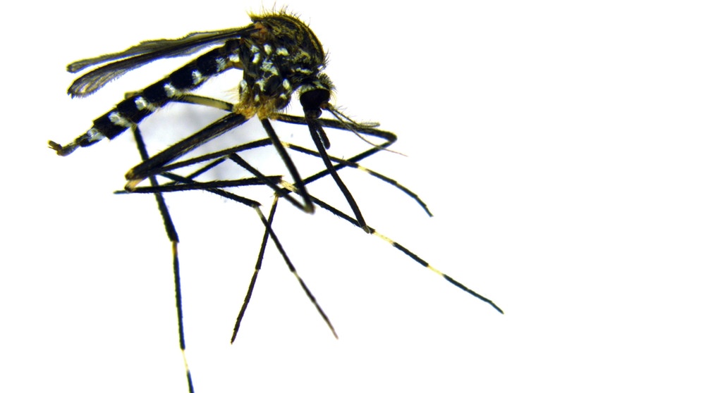 Asiatische Buschmücke (Aedes japonicus). Exotische Mückenarten verbreiten sich in Deutschland. Wo, überprüfen Forscher mit dem Mückenatlas. Ihr könnt dabei helfen. Fangt eine Mücke und schickt sie ein. | Bild: ZALF / Dorothee Zielke