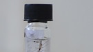 Gläser mit eingesandten Mücken. Exotische Mückenarten verbreiten sich in Deutschland. Wo, überprüfen Forscher mit dem Mückenatlas. Ihr könnt dabei helfen. Fangt eine Mücke und schickt sie ein. | Bild: ZALF / Monique Luckas